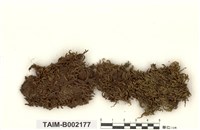 藏品(鈍葉疣柄苔)的圖片